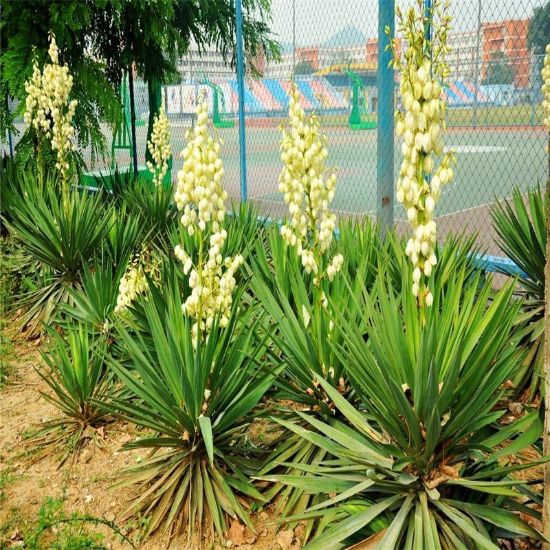 凤尾丝兰剑麻兰护院植物剑麻花苗篱笆苗四季