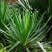 凤尾丝兰剑麻兰护院植物剑麻花苗篱笆苗四季