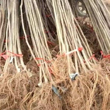 优质红富士，富士王苹果果树苗