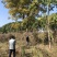绿化苗栾树基地直销(5-18公分规格齐全现挖发货）