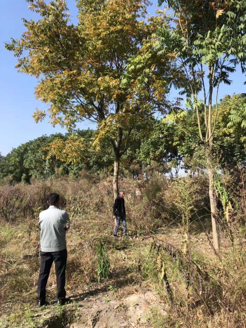 绿化苗栾树基地直销(5-18公分规格齐全现挖发货）