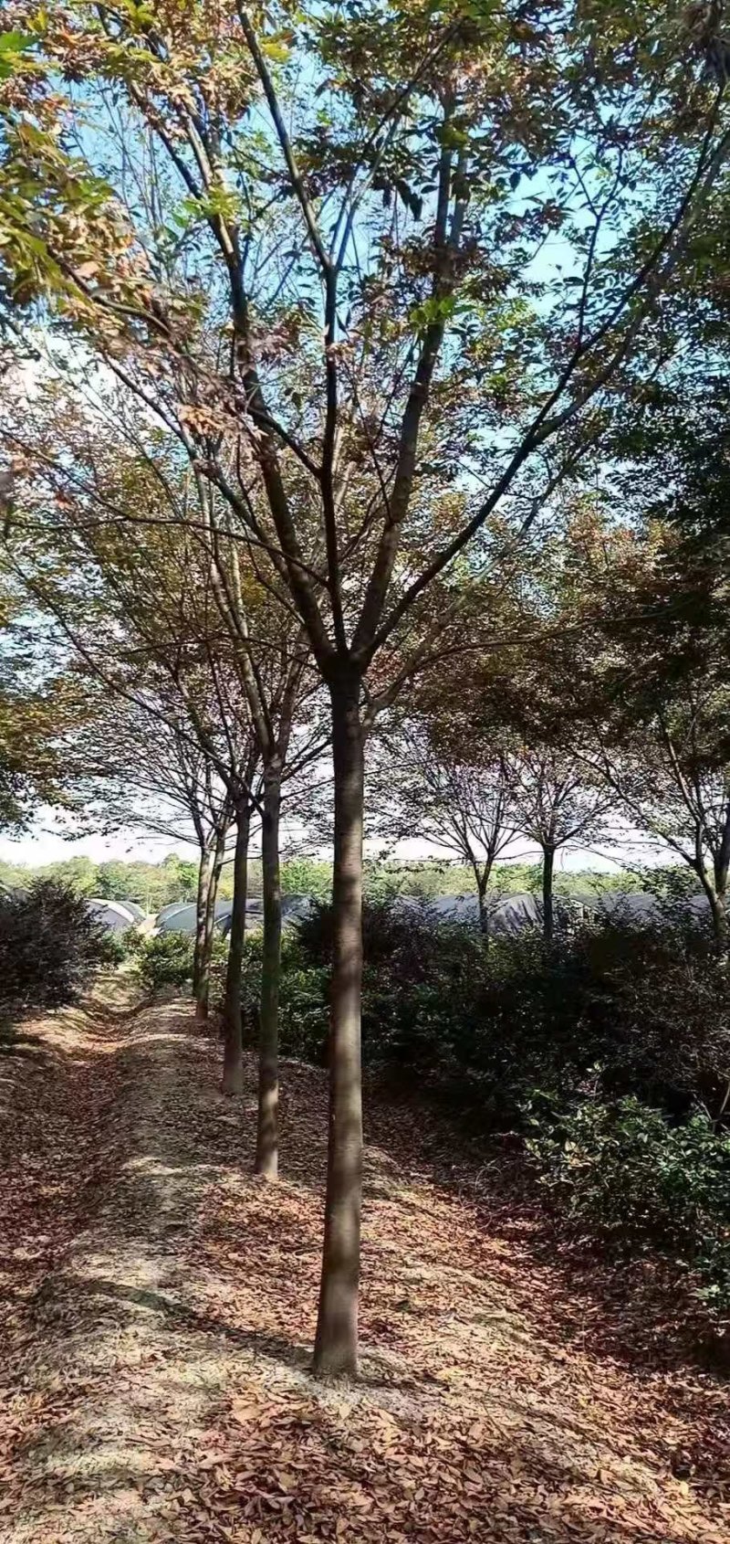 绿化苗栾树基地直销(5-18公分规格齐全现挖发货）