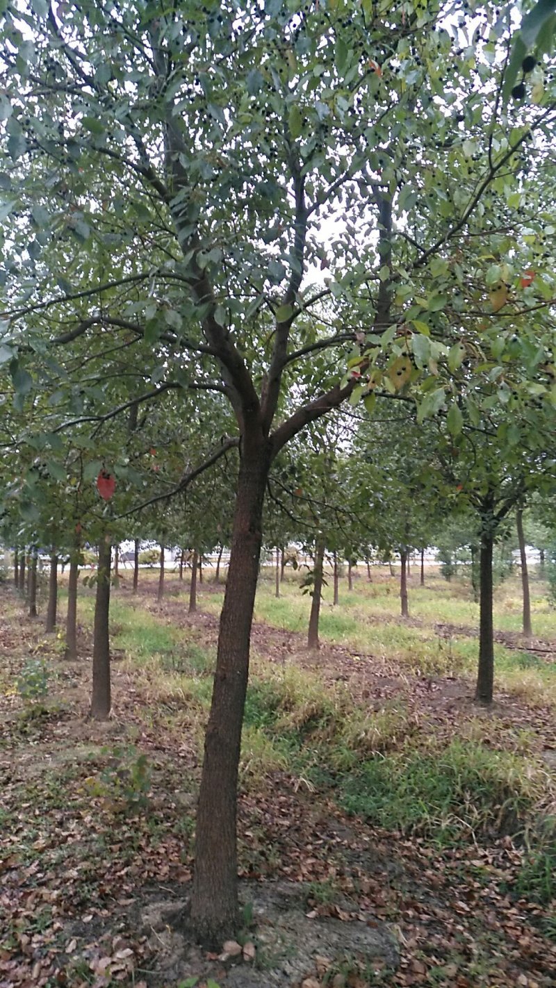 绿化苗栾树基地直销(5-18公分规格齐全现挖发货）