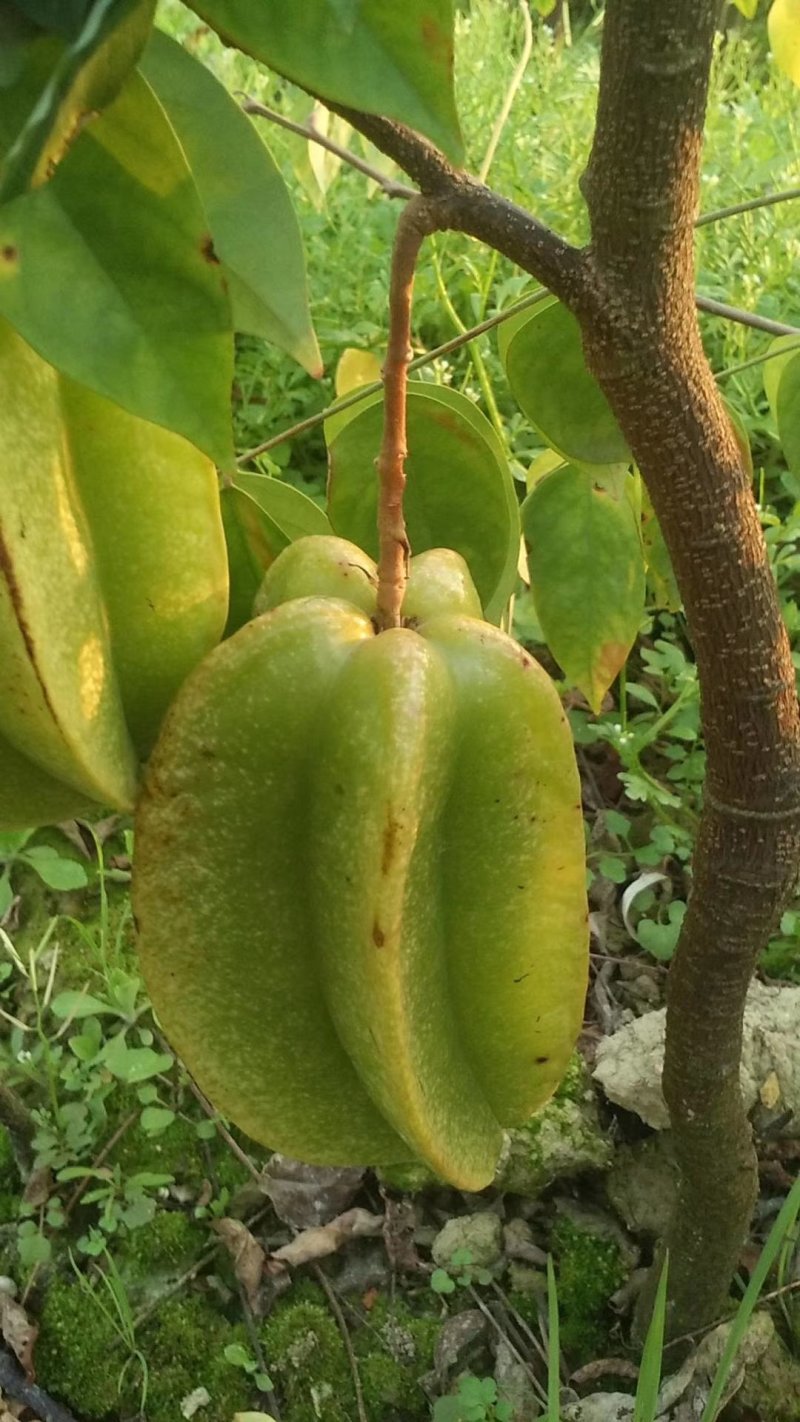 包邮马来西亚四季红杨桃苗果大好吃产量高靠谱