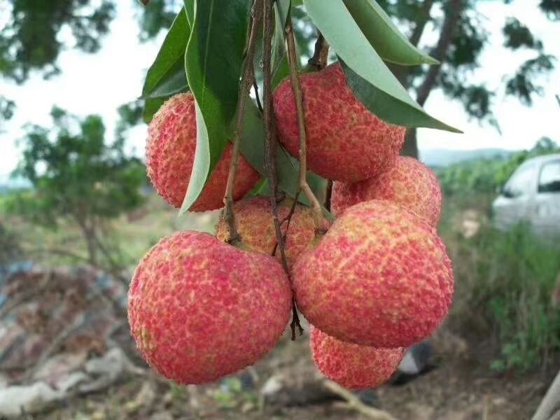 精品包邮无核荔枝苗果大正宗香甜产量高靠谱