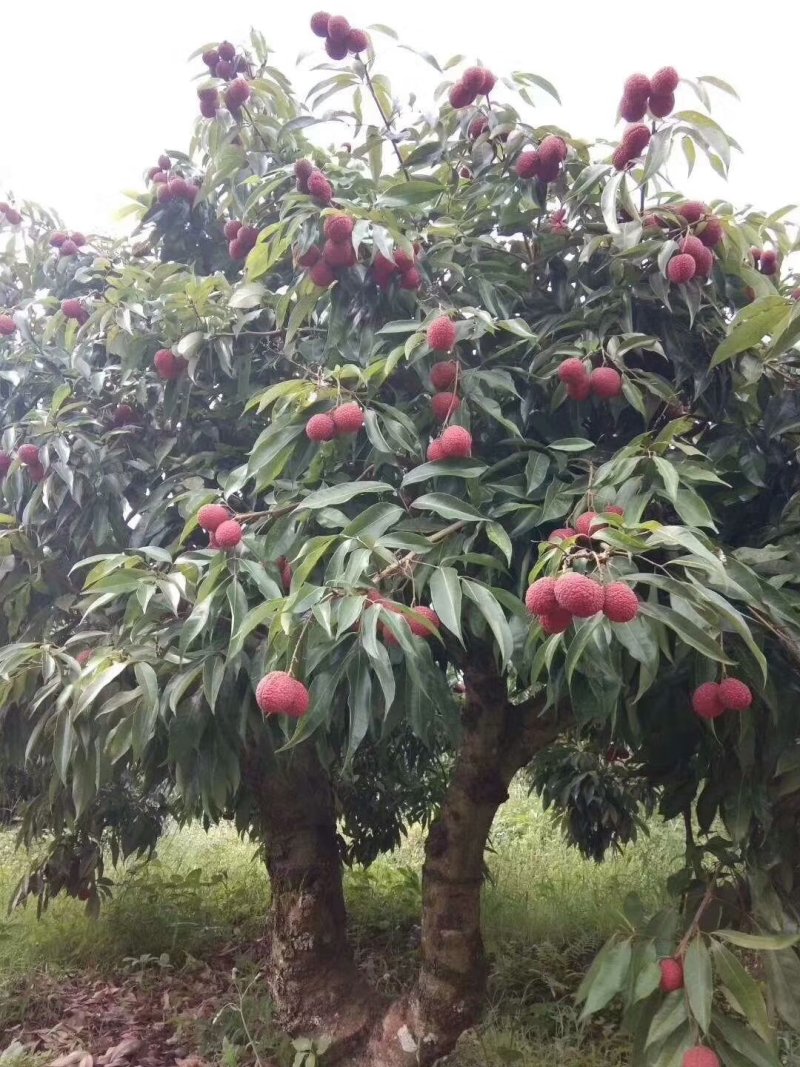 精品包邮无核荔枝苗果大正宗香甜产量高靠谱