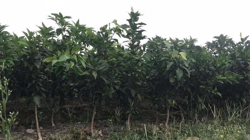 2年正宗红美人苗木红美人树苗爱媛苗台州正宗