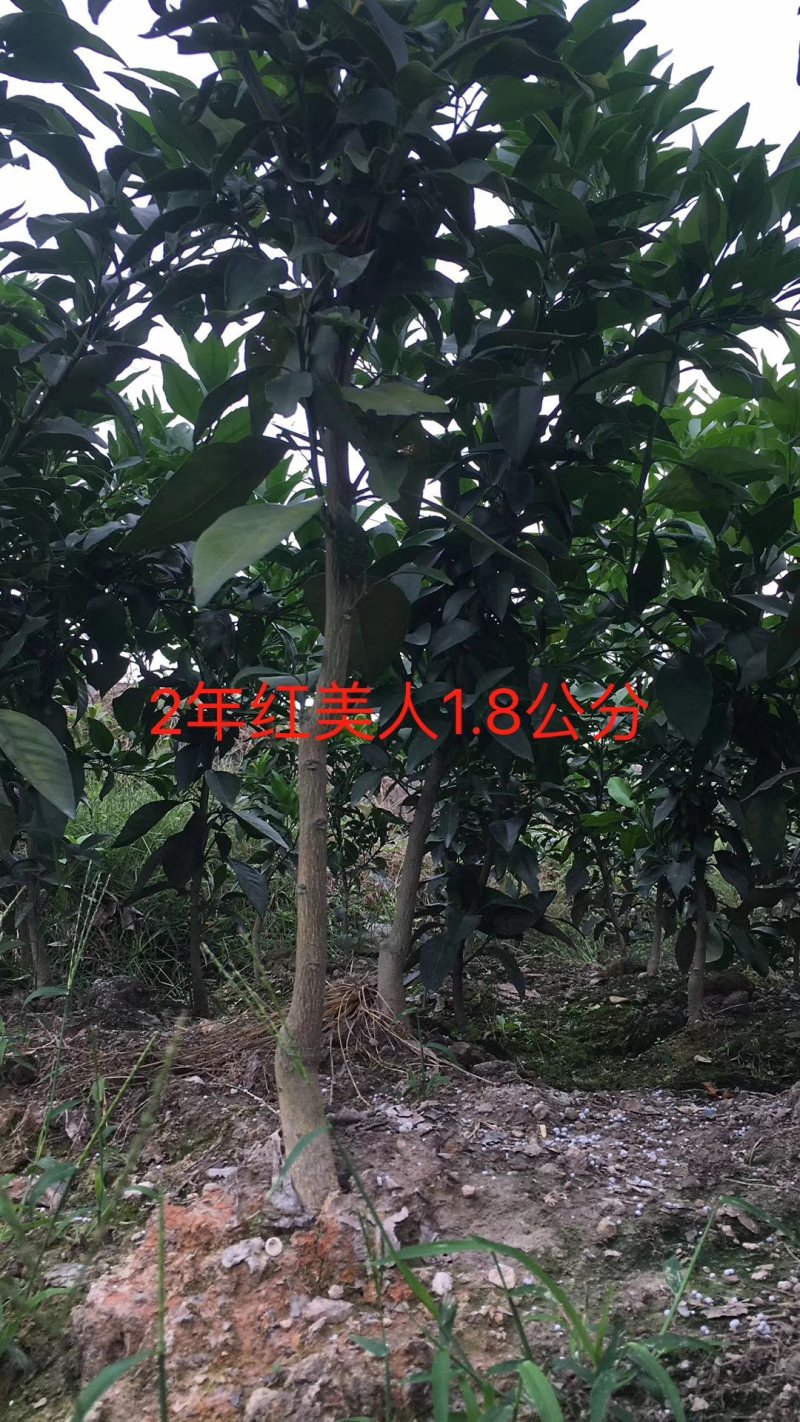 2年正宗红美人苗木红美人树苗爱媛苗台州正宗