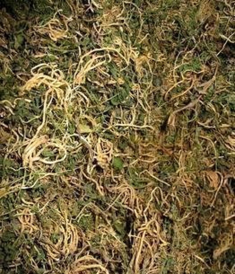半边莲，常年批发供应农副产品，中草药半边莲，