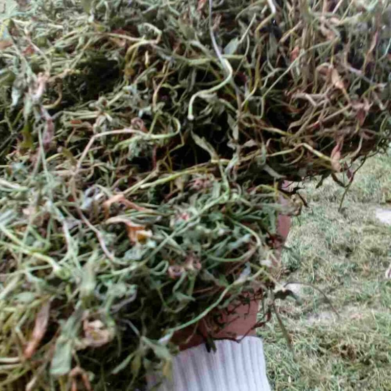 半边莲，常年批发供应农副产品，中草药半边莲，
