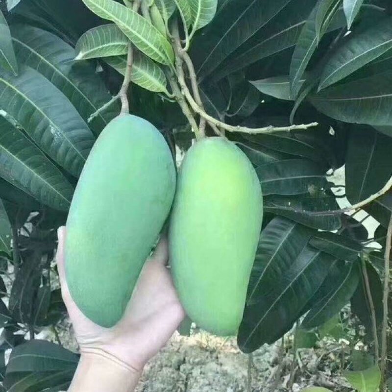 包邮金皇芒果苗大苗小苗都有