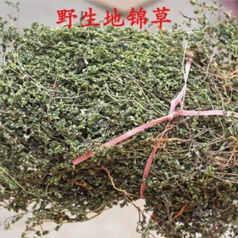 地锦草，常年批发供应冷背中药材，地锦草量大从优