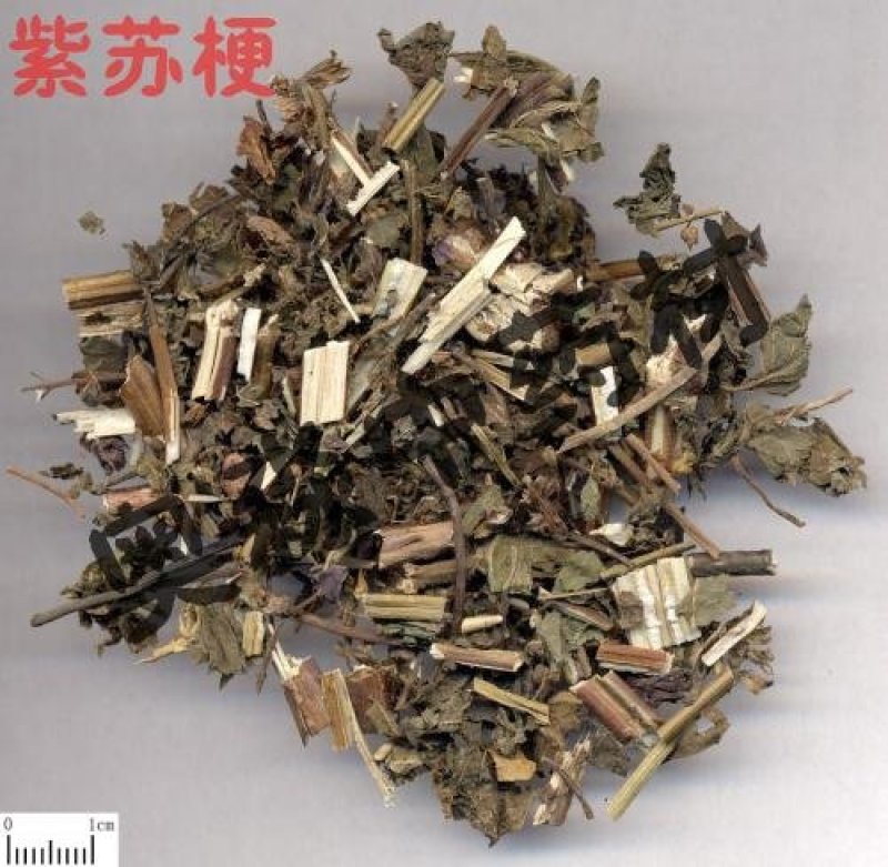 常年批发代购紫苏梗野生货