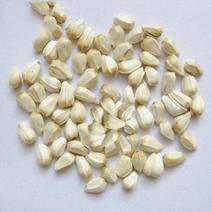 红花籽，常年批发供应红花籽优质货