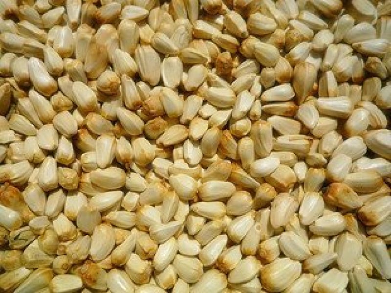 红花籽，常年批发供应红花籽优质货