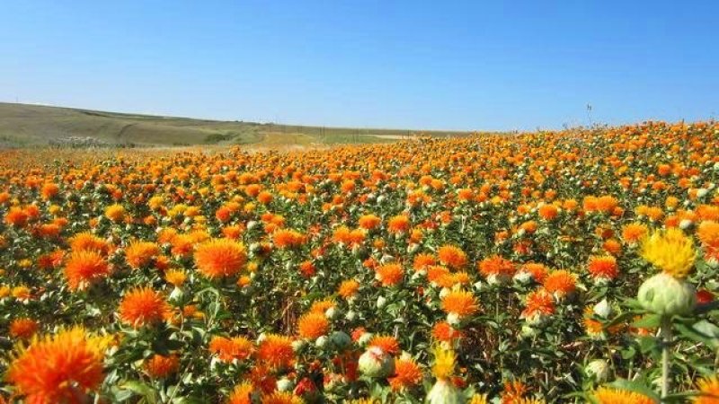红花籽，常年批发供应红花籽优质货