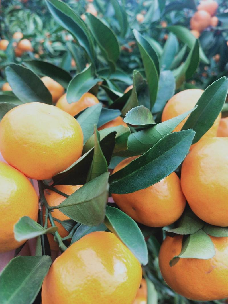 大量生态马水橘供应喜欢的祥谈招电商代理要大货的客户