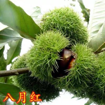 八月红板栗苗嫁接板栗树苗大果板栗南方北方种植果树苗