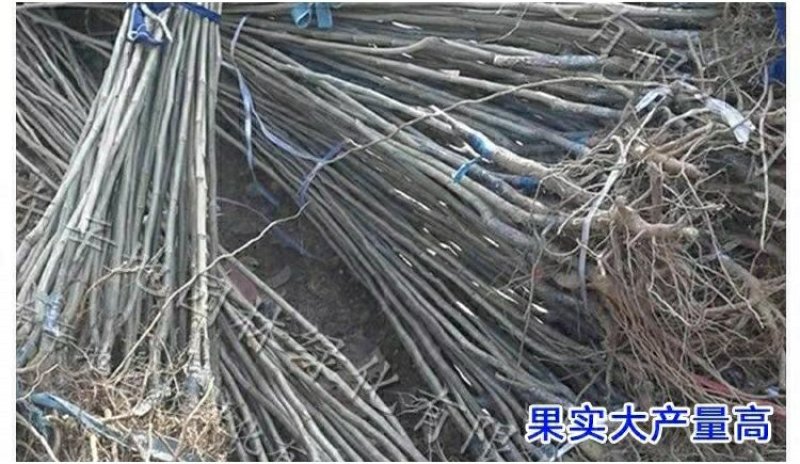 八月红板栗苗嫁接板栗树苗大果板栗南方北方种植果树苗