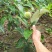 八月红板栗苗嫁接板栗树苗大果板栗南方北方种植果树苗