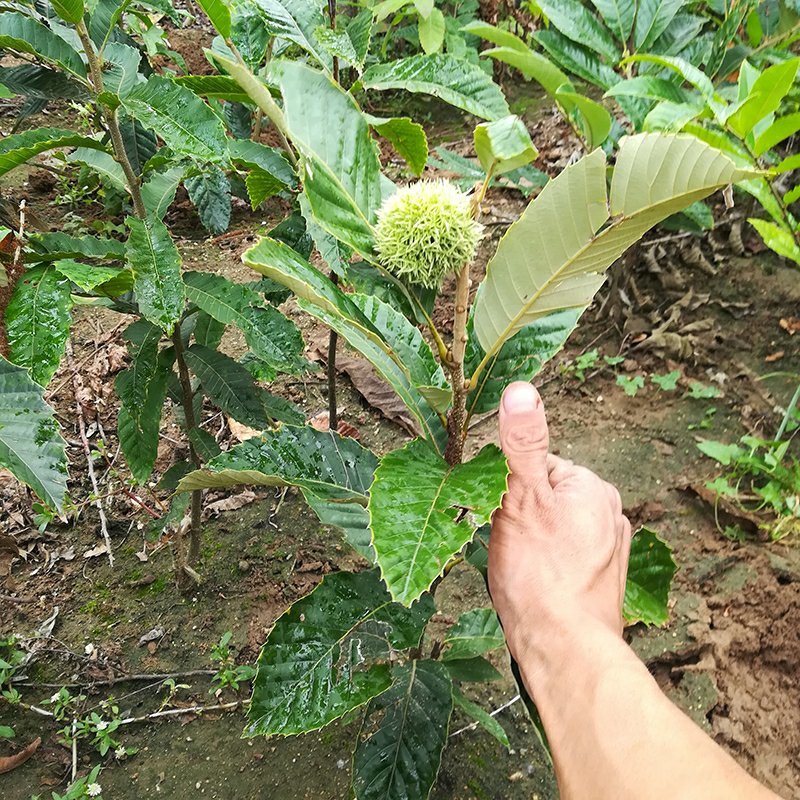 八月红板栗苗嫁接板栗树苗大果板栗南方北方种植果树苗