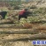 八月红板栗苗嫁接板栗树苗大果板栗南方北方种植果树苗