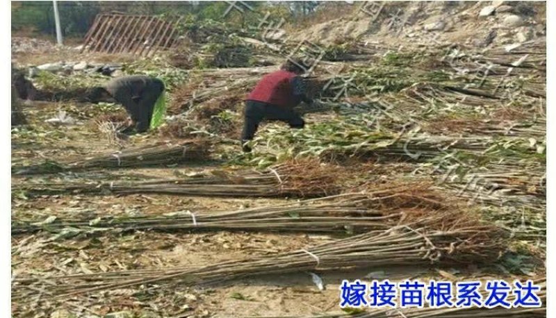 八月红板栗苗嫁接板栗树苗大果板栗南方北方种植果树苗