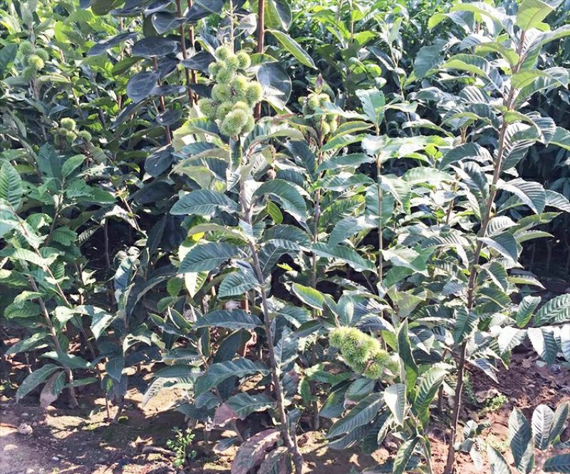 八月红板栗苗嫁接板栗树苗大果板栗南方北方种植果树苗