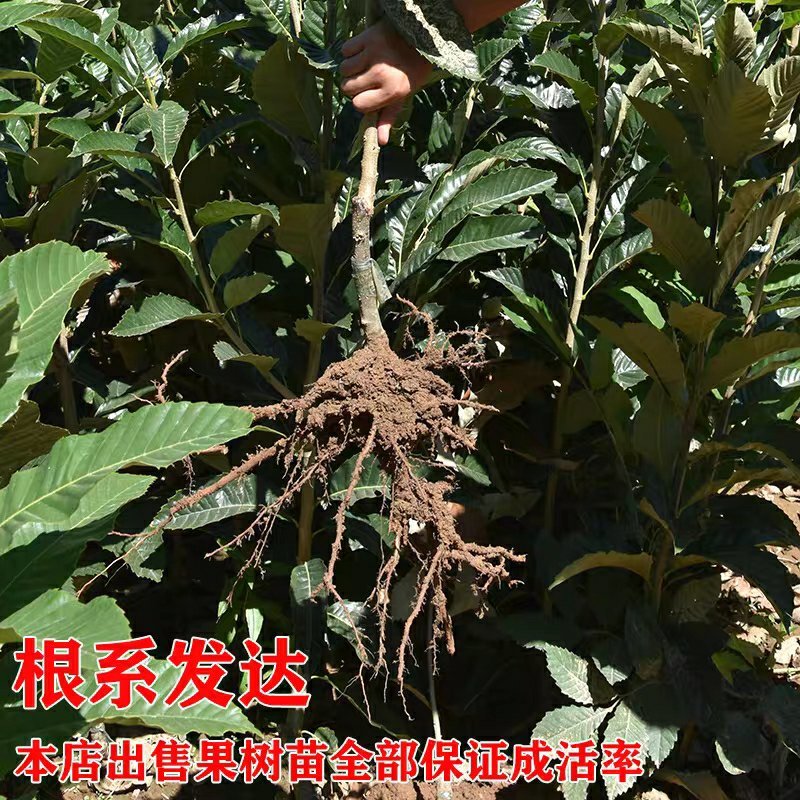 八月红板栗苗嫁接板栗树苗大果板栗南方北方种植果树苗