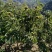 八月红板栗苗嫁接板栗树苗大果板栗南方北方种植果树苗