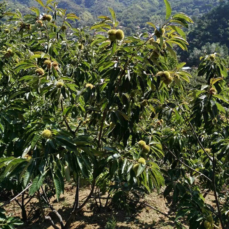 八月红板栗苗嫁接板栗树苗大果板栗南方北方种植果树苗