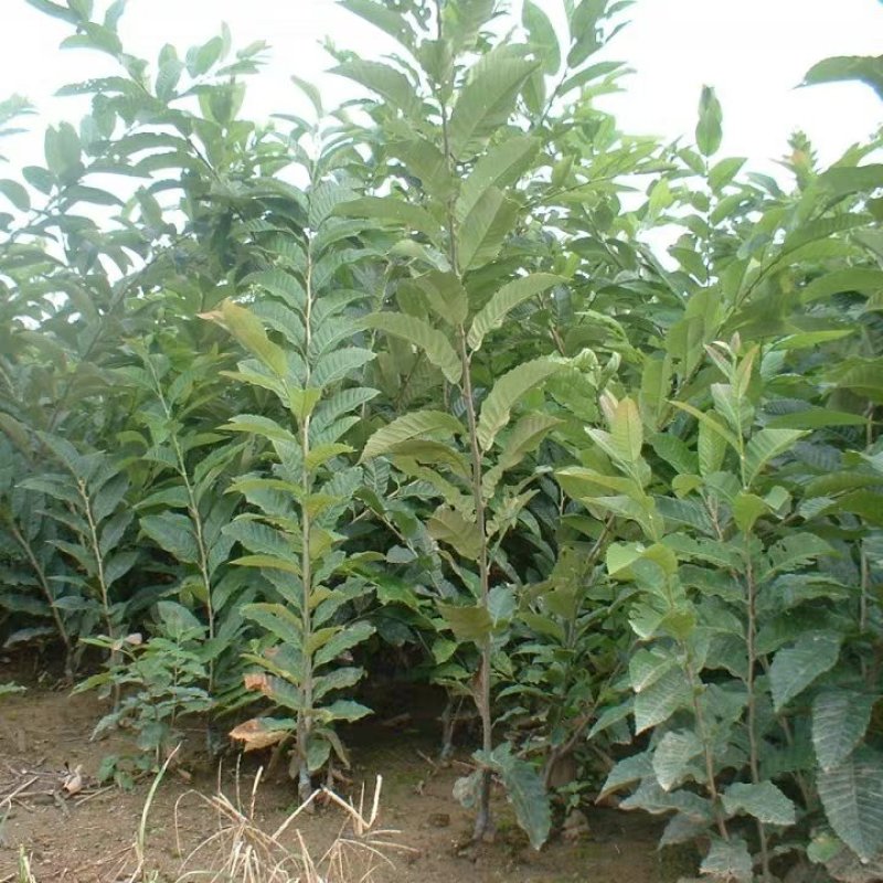八月红板栗苗嫁接板栗树苗大果板栗南方北方种植果树苗