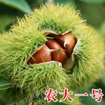 农大一号板栗树苗四季好养水果苗阳台盆栽南方北方种植