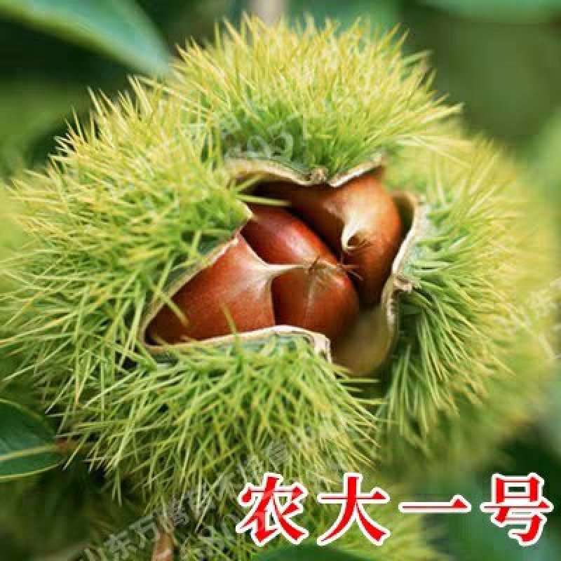 农大一号板栗树苗四季好养水果苗阳台盆栽南方北方种植