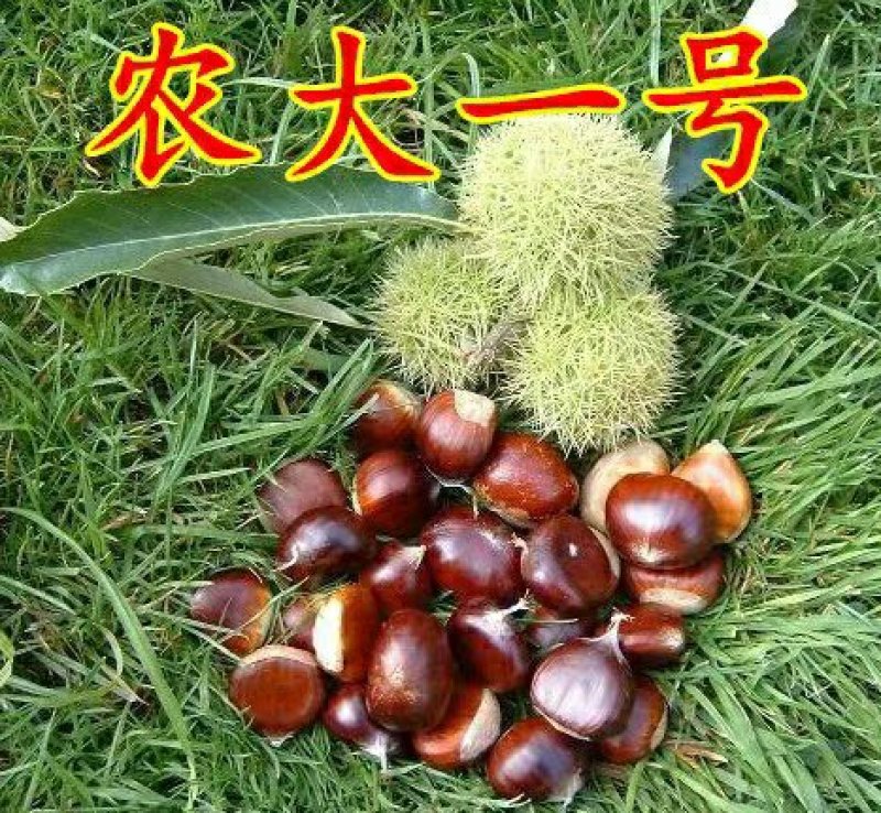 农大一号板栗树苗四季好养水果苗阳台盆栽南方北方种植