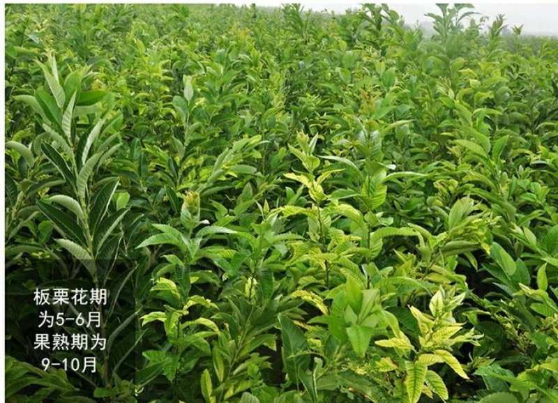 农大一号板栗树苗四季好养水果苗阳台盆栽南方北方种植