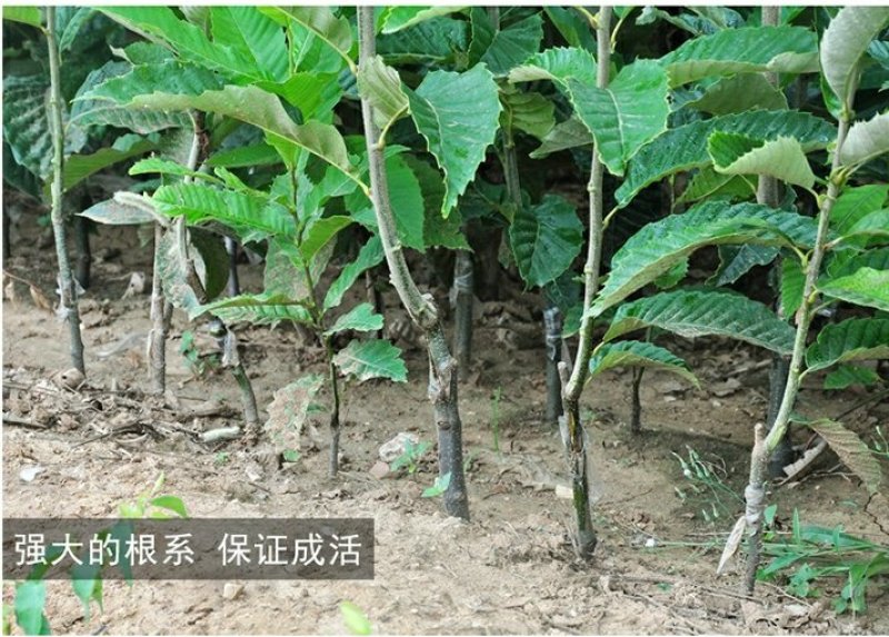 农大一号板栗树苗四季好养水果苗阳台盆栽南方北方种植
