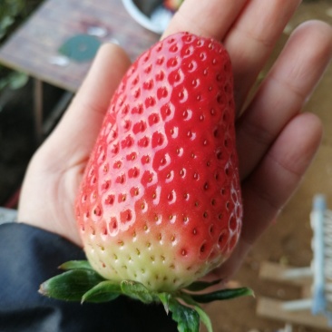 山东富硒甜宝草莓