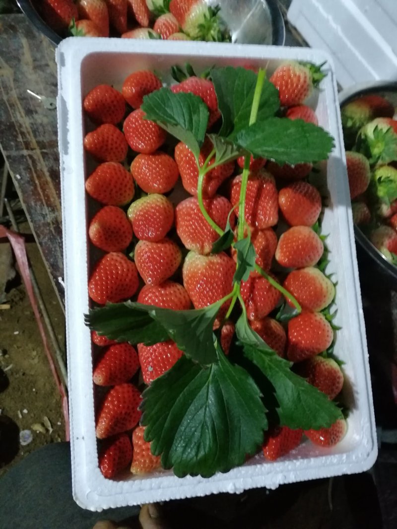 山东富硒甜宝草莓