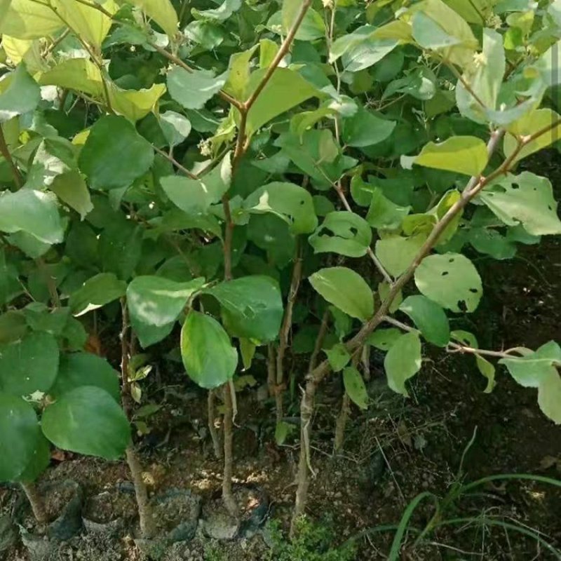台湾牛奶大青枣树苗枣树嫁接苗南方盆栽地栽青枣苗