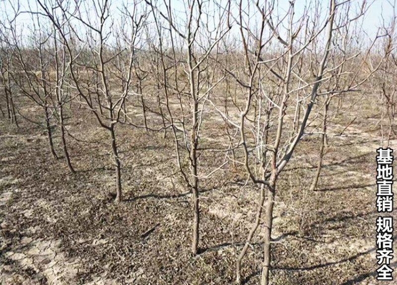 台湾牛奶大青枣树苗枣树嫁接苗南方盆栽地栽青枣苗