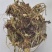 灯盏细辛，常年批发供应冷背中药材灯盏细辛野生货量大从优