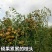 正宗沾化冬枣苗嫁接枣树苗沾化冬枣树苗南方北种植