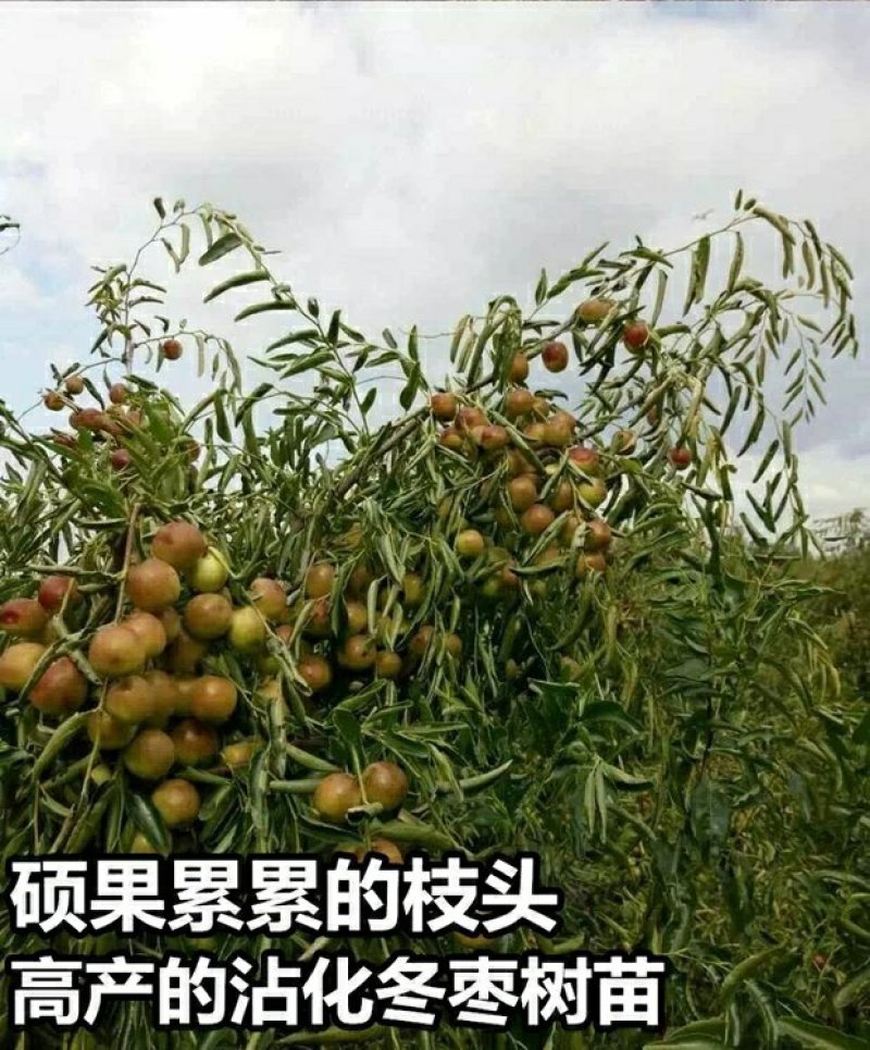 正宗沾化冬枣苗嫁接枣树苗沾化冬枣树苗南方北种植