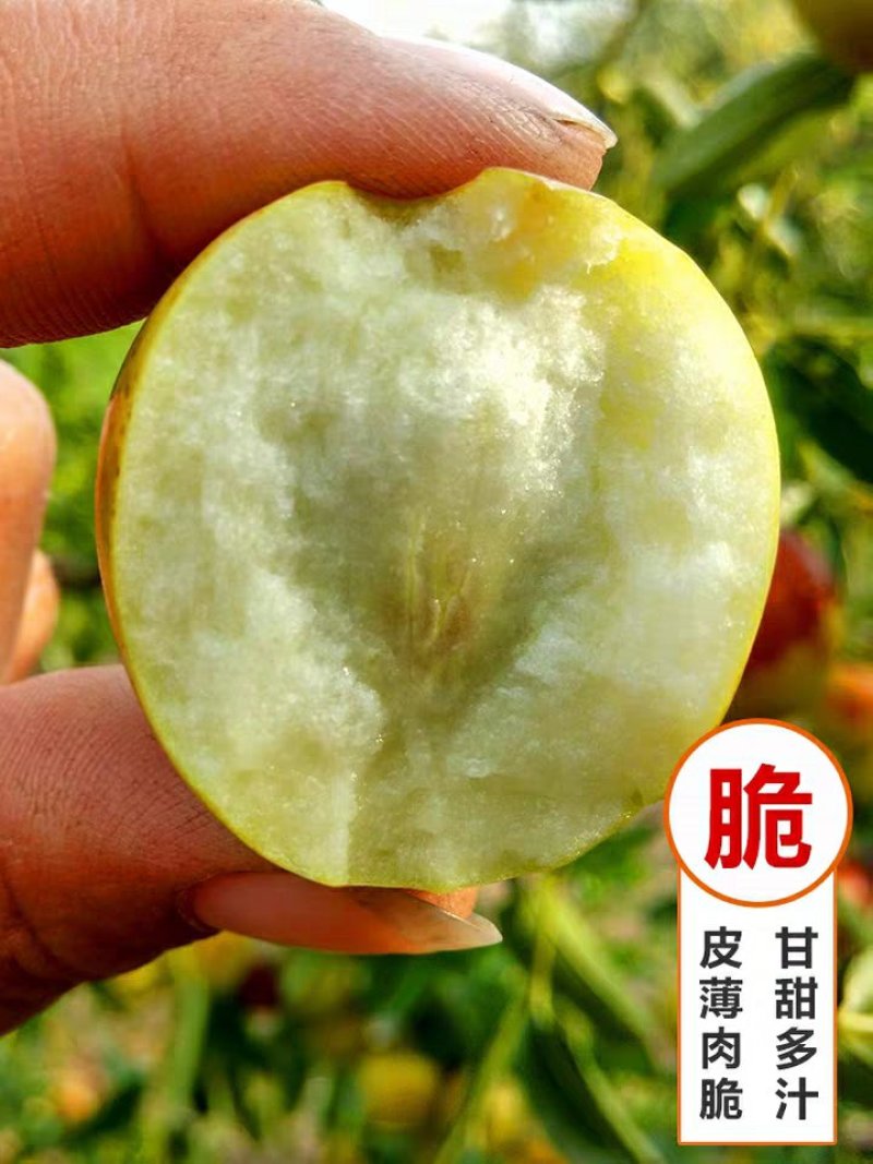 正宗沾化冬枣苗嫁接枣树苗沾化冬枣树苗南方北种植