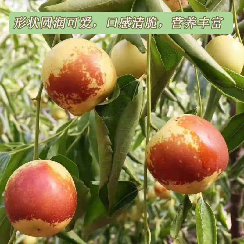 正宗沾化冬枣苗嫁接枣树苗沾化冬枣树苗南方北种植