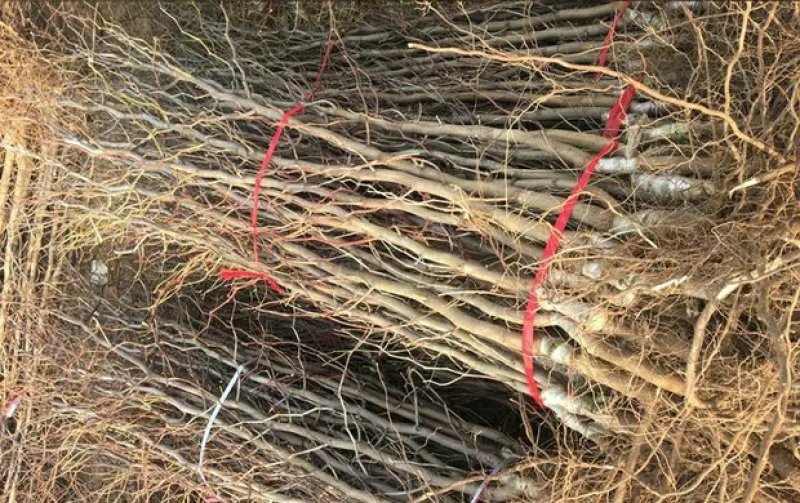 正宗沾化冬枣苗嫁接枣树苗沾化冬枣树苗南方北种植