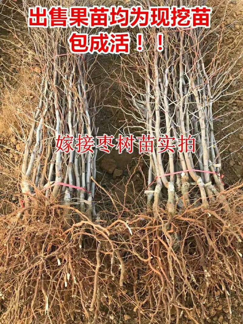 正宗沾化冬枣苗嫁接枣树苗沾化冬枣树苗南方北种植