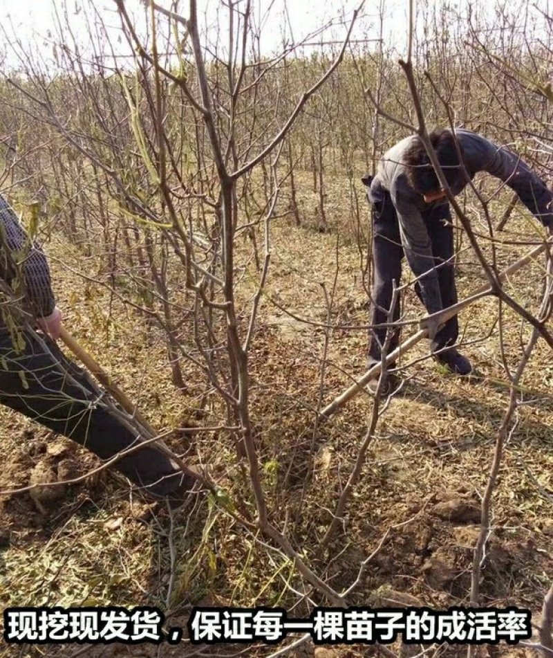 正宗沾化冬枣苗嫁接枣树苗沾化冬枣树苗南方北种植