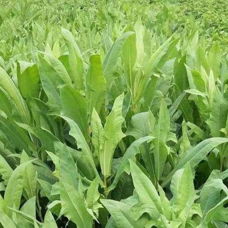 牧草种子四季花芽苦麦菜种子苦荬菜苦麻菜种子苦麥菜高产